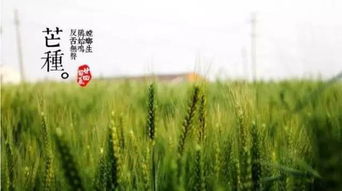 關(guān)于描寫(xiě)芒種的詩(shī)句