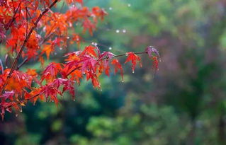 關(guān)于秋雨的美好詩(shī)句