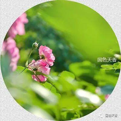 形容生命美好的詩(shī)句,贊美生命美好的詩(shī)句,感嘆生命美好的詩(shī)句