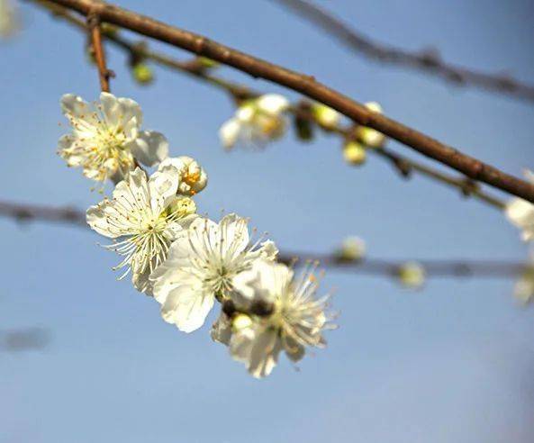 關(guān)于白花山碧桃的詩(shī)句