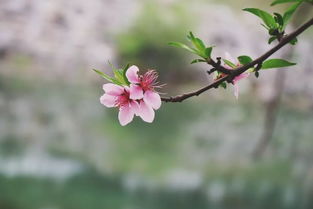 古詩(shī)句人間芳菲四月天