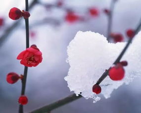 古詩(shī)梅花中描寫(xiě)梅花開(kāi)放的詩(shī)句是