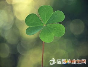 十字以?xún)裙旁?shī)句