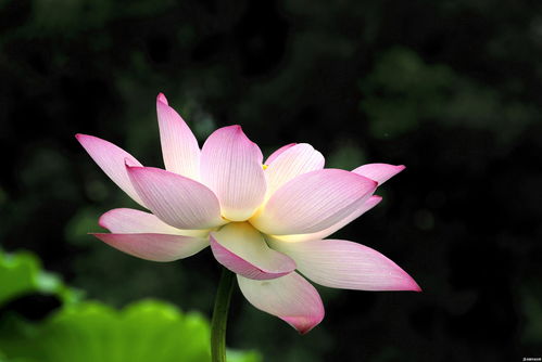 寫(xiě)荷花的詩(shī)句古詩(shī),描寫(xiě)荷花荷葉的詩(shī)句古詩(shī),描寫(xiě)夏天荷花的詩(shī)句古詩(shī)