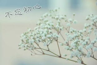 初心,詩(shī)句,動(dòng)機
