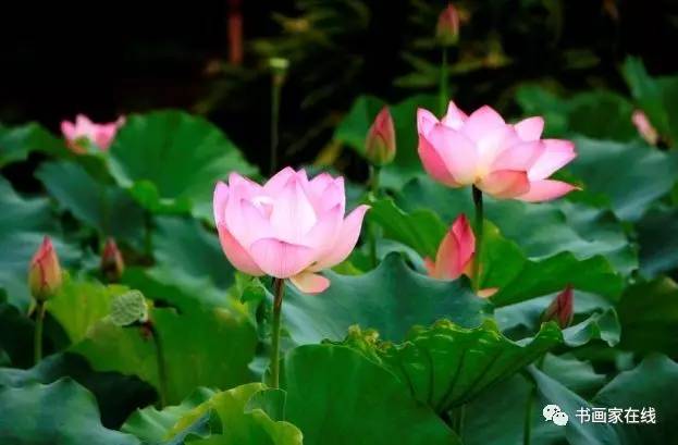 古詩(shī),詩(shī)句,夏天
