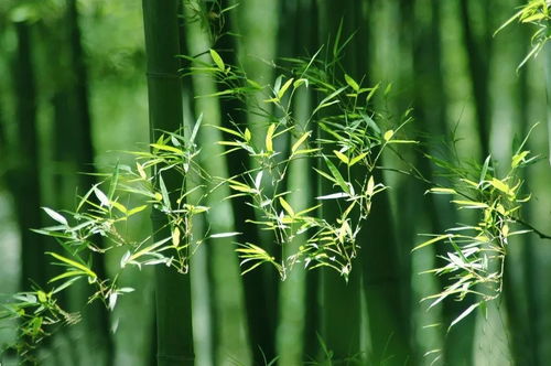關(guān)于竹子讀書(shū)的詩(shī)句