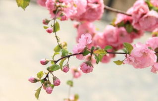 關(guān)于贊美桃花的詩(shī)句大全