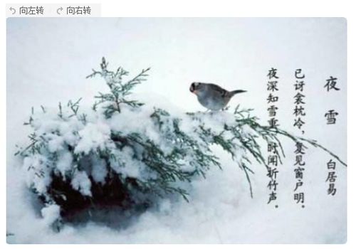 小學(xué)有關(guān)雪的詩(shī)句古詩(shī)大全
