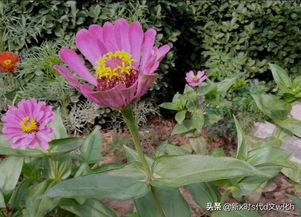 日本,野花,詩(shī)句