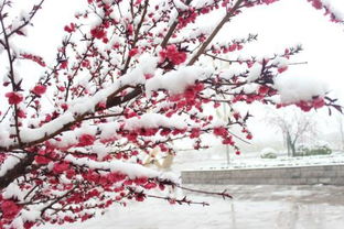 形容三月桃花雪的古詩(shī)句