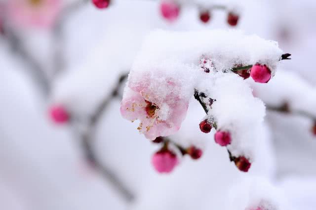 關(guān)于時(shí)和雪的詩(shī)句有哪些