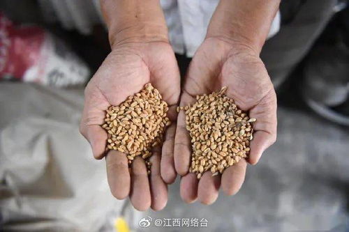 關(guān)于浪費食物的詩(shī)句