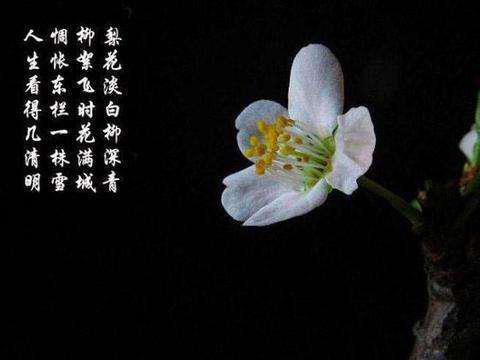 古詩(shī)中帶有梨花的詩(shī)句