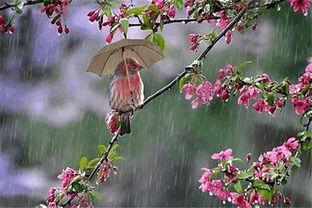 寫(xiě)出有關(guān)于春雨的詩(shī)句有哪些
