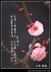 關(guān)于梅花精神的古詩(shī)句,贊美梅花的古詩(shī)句,寫(xiě)梅花的古詩(shī)句