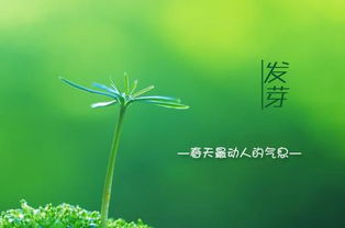 春天的詩(shī)句古詩(shī)只有四句