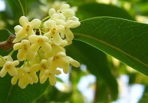 詩(shī)句,王維
