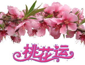 關(guān)于桃花運很旺的詩(shī)句