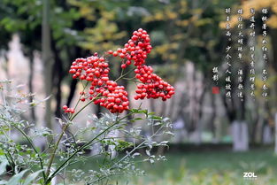 古詩(shī)紅豆的詩(shī)句