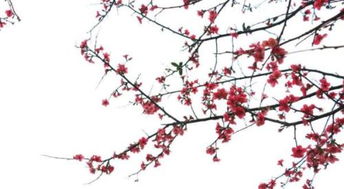 關(guān)于梅花的詩(shī)句和意思
