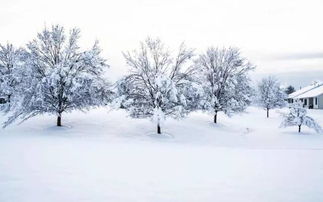 我還知道關(guān)于雪的詩(shī)句