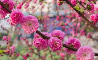 關(guān)于春天的海詩(shī)句有哪些
