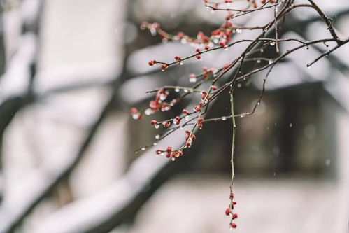 詩(shī)句,名言,于月
