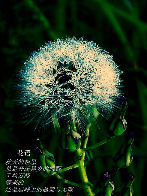 詩(shī)句
