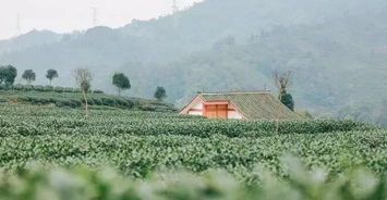 關(guān)于住在茶園的詩(shī)句