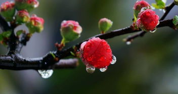 描寫(xiě)雨的十首古詩(shī)句