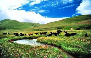 關(guān)于大海草山的詩(shī)句古詩(shī)詞