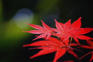 古詩(shī)詞,寓意,詩(shī)句,楓葉
