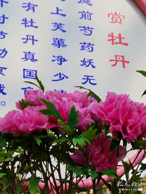 端午牡丹詩(shī)句古詩(shī)