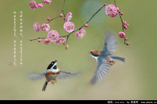 關(guān)于花和鳥(niǎo)的詩(shī)句