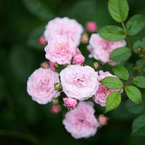 關(guān)于薔薇花好的詩(shī)句