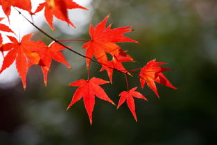 關(guān)于楓葉詩(shī)句古詩(shī)