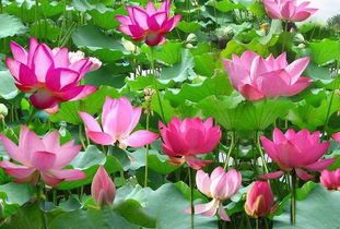 關(guān)于荷花花的詩(shī)句古詩(shī)