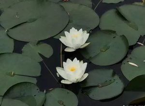 詩(shī)句,葉美怡
