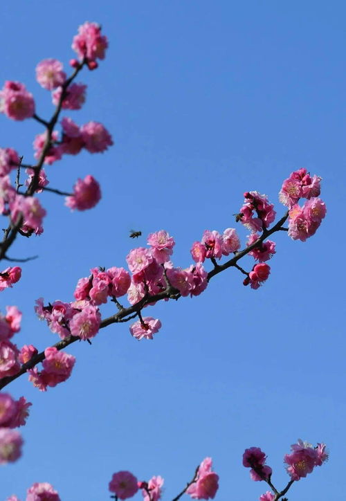 關(guān)于萬(wàn)物復蘇百花盛開(kāi)的詩(shī)句