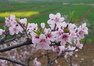 關(guān)于花春風(fēng)的詩(shī)句有哪些