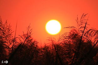 關(guān)于有夕陽(yáng)紅的詩(shī)句