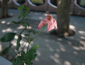 詩(shī)句,開(kāi)花,于秋花