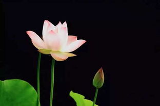 關(guān)于楊柳蓮花的詩(shī)句