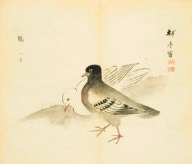 詩(shī)經(jīng)中描寫(xiě)關(guān)于鳥(niǎo)的詩(shī)句