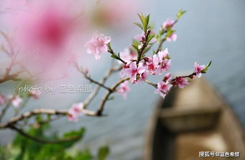 詩(shī)句,桃花,搞笑,大全