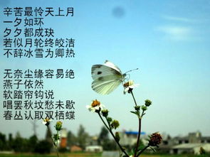 詩(shī)經(jīng)中關(guān)于愛(ài)情的經(jīng)典詩(shī)句,關(guān)于愛(ài)情長(cháng)久的詩(shī)句經(jīng)典,關(guān)于愛(ài)情思念的詩(shī)句經(jīng)典
