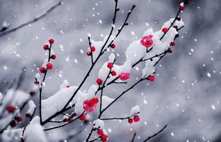 描寫(xiě)梅花的優(yōu)美古詩(shī)句,含有梅花的古詩(shī)小學(xué),含有梓的優(yōu)美古詩(shī)