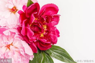 詩(shī)經(jīng)中關(guān)于芍藥花的詩(shī)句