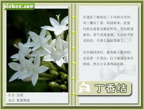 丁香結古詩(shī)句